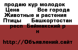 продаю кур молодок. › Цена ­ 320 - Все города Животные и растения » Птицы   . Башкортостан респ.,Баймакский р-н